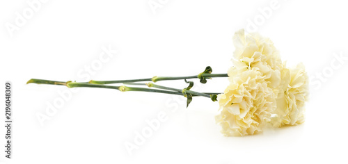 Obraz na plátně Three yellow carnation flowers with long stems isolated on a white background
