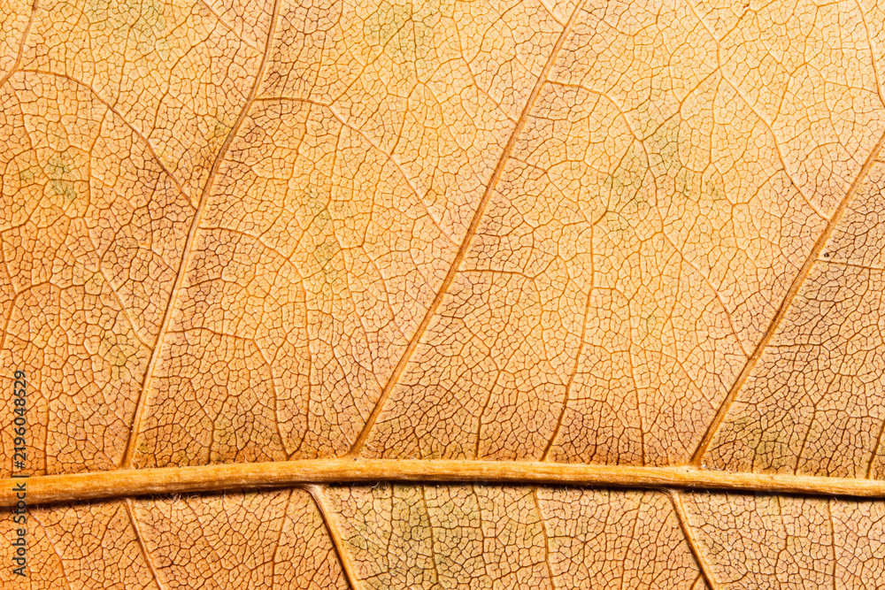 Fototapeta premium Dry Tan Leaf Vein Macro Background