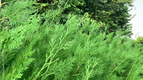 The green branches of the thuja sway gently in the light breeze, creating a calm and relaxing atmosphere. It’s a natural backdrop for relaxation, meditation, recharging, and restoring inner peace