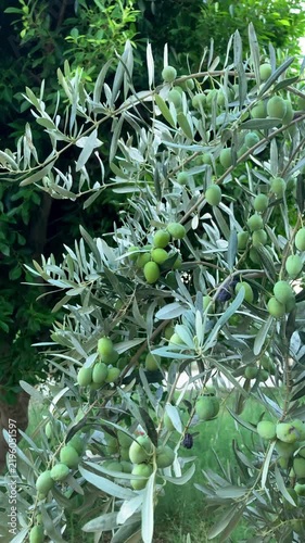 Vertical video. A lot of green olives on an olive tree branch, a bountiful harvest, an olive grove. The theme of agricultural crops, natural abundance, and Mediterranean products
