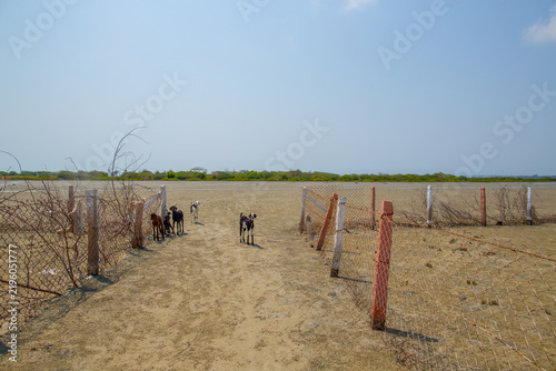 Konstfotografi Group of goats standing on a dry sandy path bordered by sparse vegetation and makeshift fencing