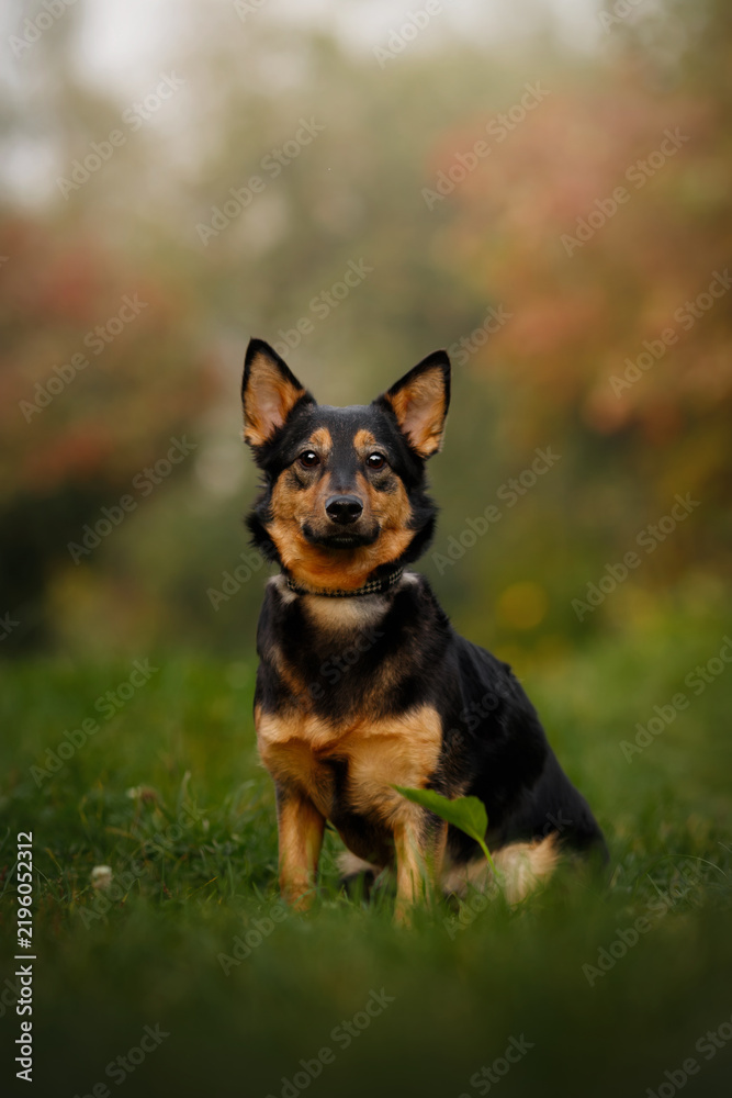 Obraz premium Beautiful mixed breed dog sitting on green grass in autumn park looking at camera, cute lancashire heeler puppy posing outdoors, clever loyal pet enjoying nature fall forest scenery vertical shot