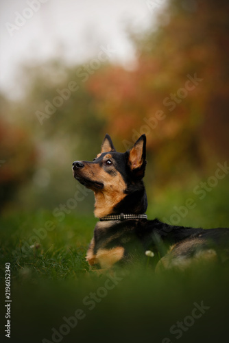 Quadro su tela Beautiful mixed breed dog lying on green grass in autumn park, cute german sheph