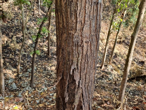 Cuadro en lienzo Mahogany Tree Trunk with Rough Brown Bark Texture in Natural Forest Environment