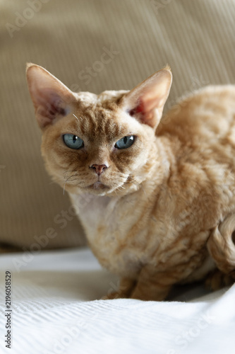 Obraz na plátně Porträt eines Devon Rex Katers
