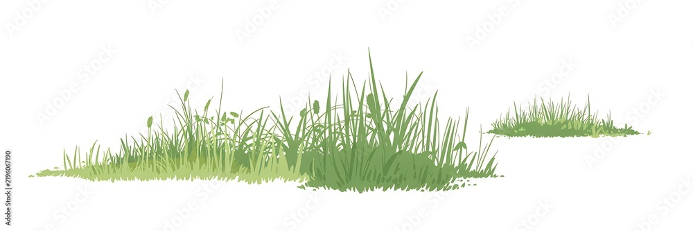 Fototapeta premium Grass tufts grow in small patches against a white background.