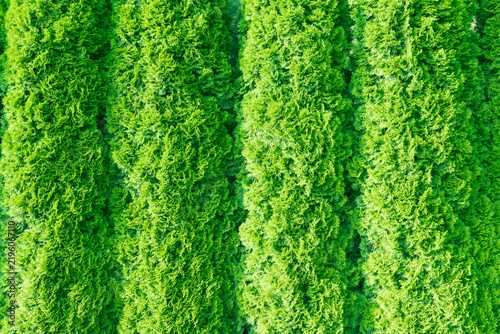 Dense Green Thuja Hedge With Evergreen Foliage