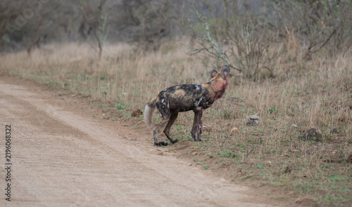 Photography Afrikanischer Wildhund bewegt sich durch eine trockene Savannenlandschaft