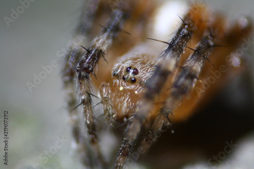 Fotografie Closer look to eyes of a spider