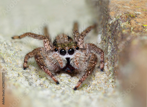A Focus Stacked Extreme Close-up Image of a Tan Jumping Spider In the Mortar Joint of a Brick Wall