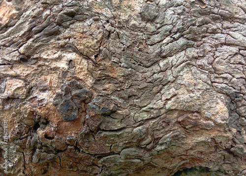 bark of a tree