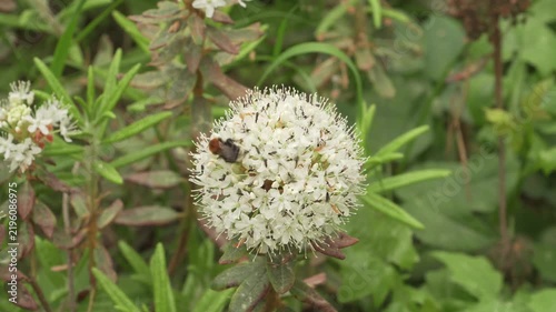 A bumblebee feeds on a blooming white bog labrador tea flower head. A static macro shot captures intricate petals, stamens, and natural insect pollination.