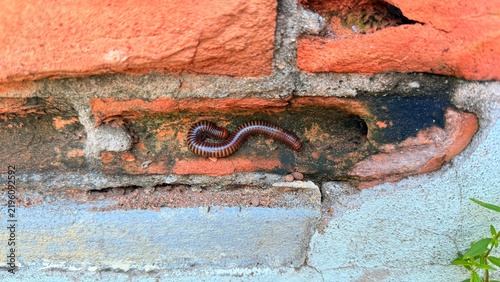 Adult millipede
