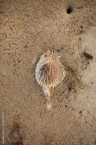 Foto Stranded spiky porcupinefish washed ashore on a sandy beach
