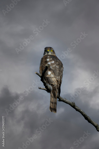 Adult female Eurasian sparrowhawk (Accipiter nisus) or northern sparrowhawk or sparrowhawk perched on a tree branch.