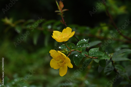 Plakat ヒペリカムの花