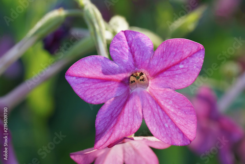 Pink tobacco flower blooming in a garden with soft green background