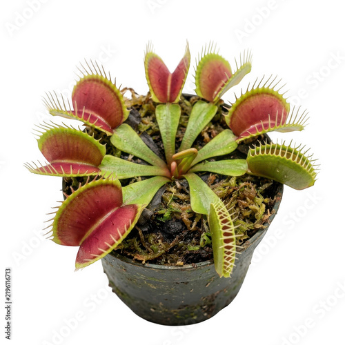 A small venus flytrap plant with red and green carnivorous traps in a plastic pot isolated on a solid black background, for botany isolated on a transparent background