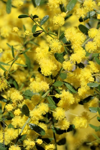 Cuadro en lienzo Close-up of Gold Dust Wattle (Acacia acinacea) flowers and foliage