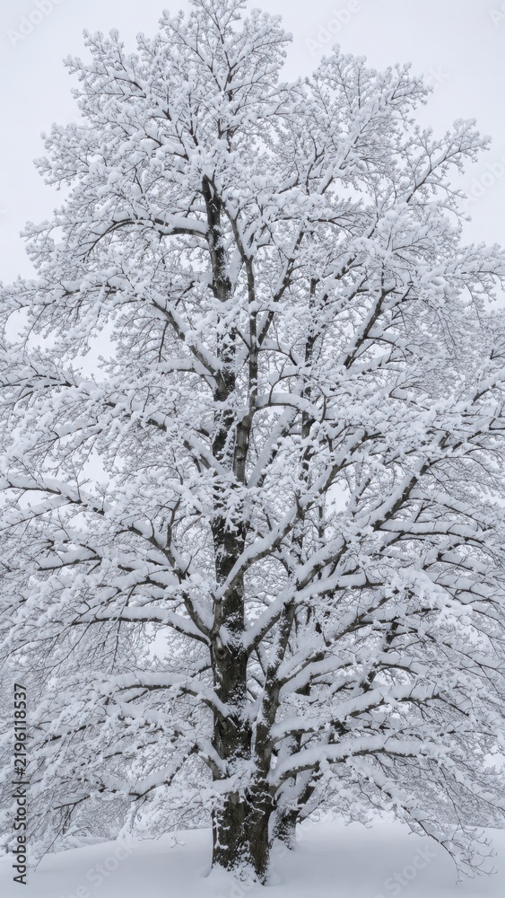 Fototapeta premium Majestic winter tree covered with heavy fresh snow in a peaceful frozen landscape