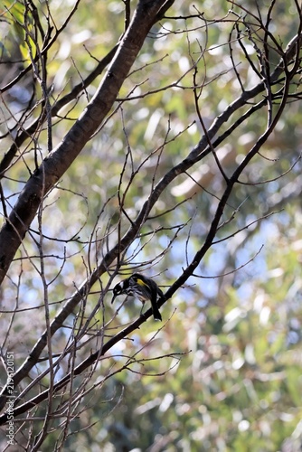 Cuadro en lienzo New Holland Honeyeater (Phylidonyris novaehollandiae) in gum tree, tongue extend