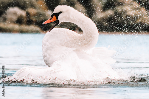 Foto swan on the lake