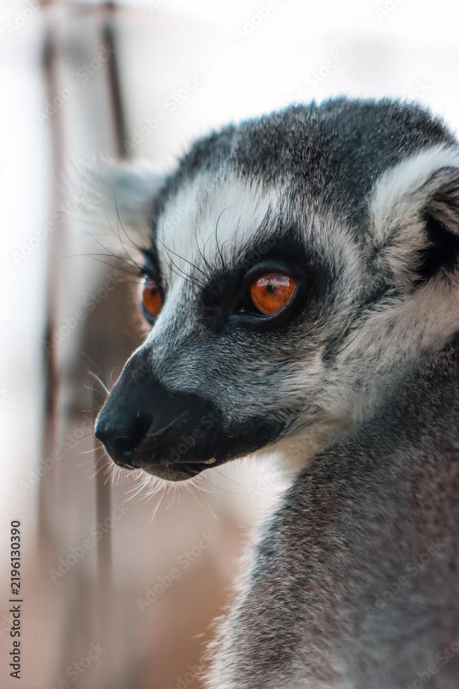 Fototapeta premium ring tailed lemur
