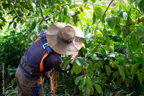 Obraz na płótnie local farmer harvesting persimmons directly from fruitful branches in an organic