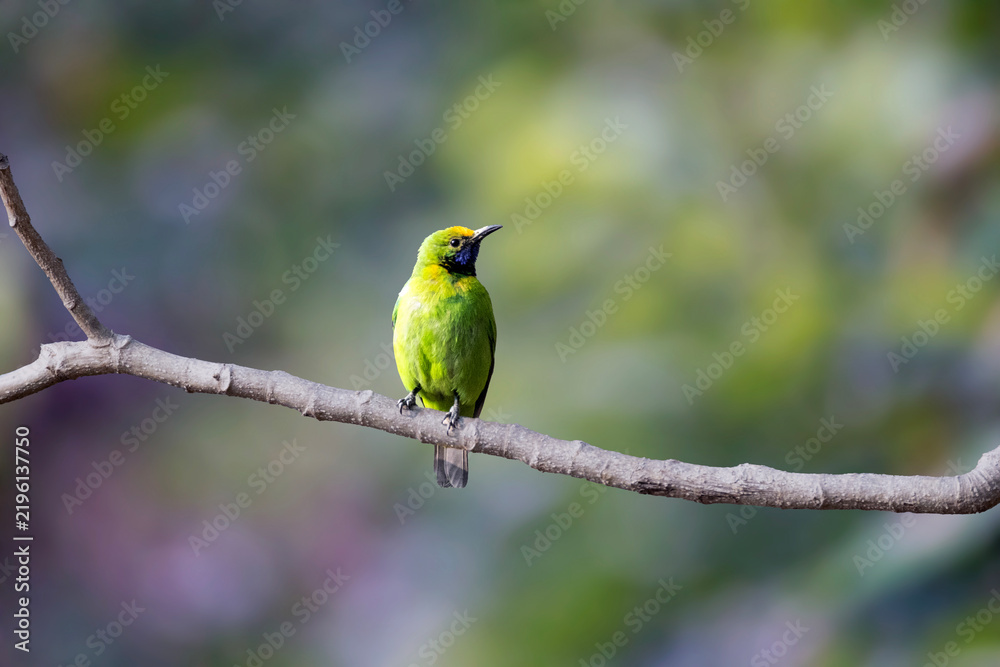 Obraz premium Golden-fronted Leafbird | Chloropsis aurifrons