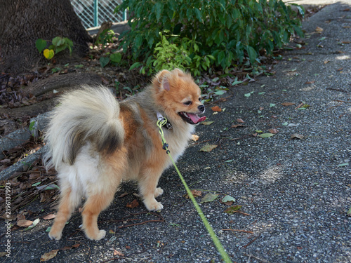 Tapety artystyczne 真夏の公園で楽しく散歩する可愛いポメラニアンの子犬の姿