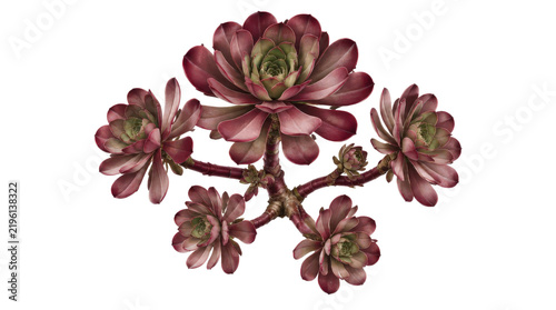 Aeonium Arboreum Succulent Plant with Dark Red Rosettes