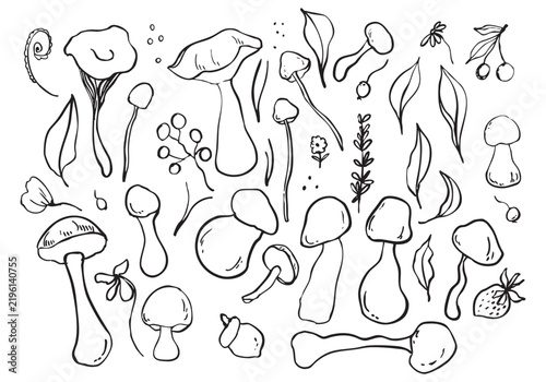 Vector set of line art depicting various autumn mushrooms and plants. Includes different shapes and sizes of mushrooms, leaves, and berries.