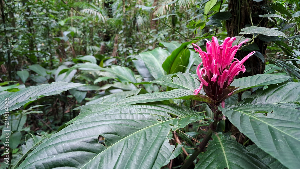 Fototapeta premium Justicia carnea, flower (also known as Jacobinia or Brazilian Plume) in a tropical vegetation setting.