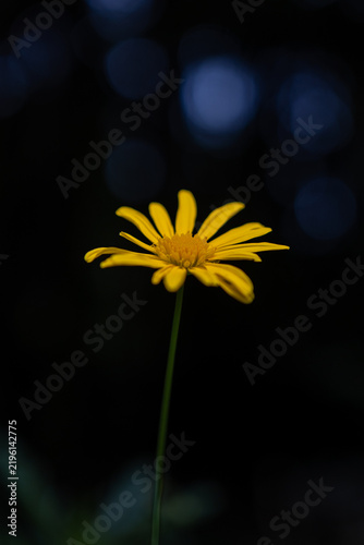 Single yellow daisy showing its petals and center, standing out against a blurred, dark background with subtle blue bokeh highlights, representing nature's beauty