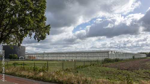 Modern glasshouse facility for agricultural production set against a dramatic cloudy sky in the Dutch countryside with grazing alpacas nearby