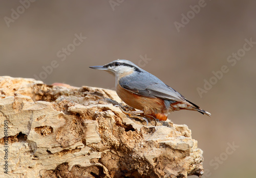 Fotografie Eurasian Nuthatch (Sitta europaea) standing on a decayed log showing chestnut flanks and long claws