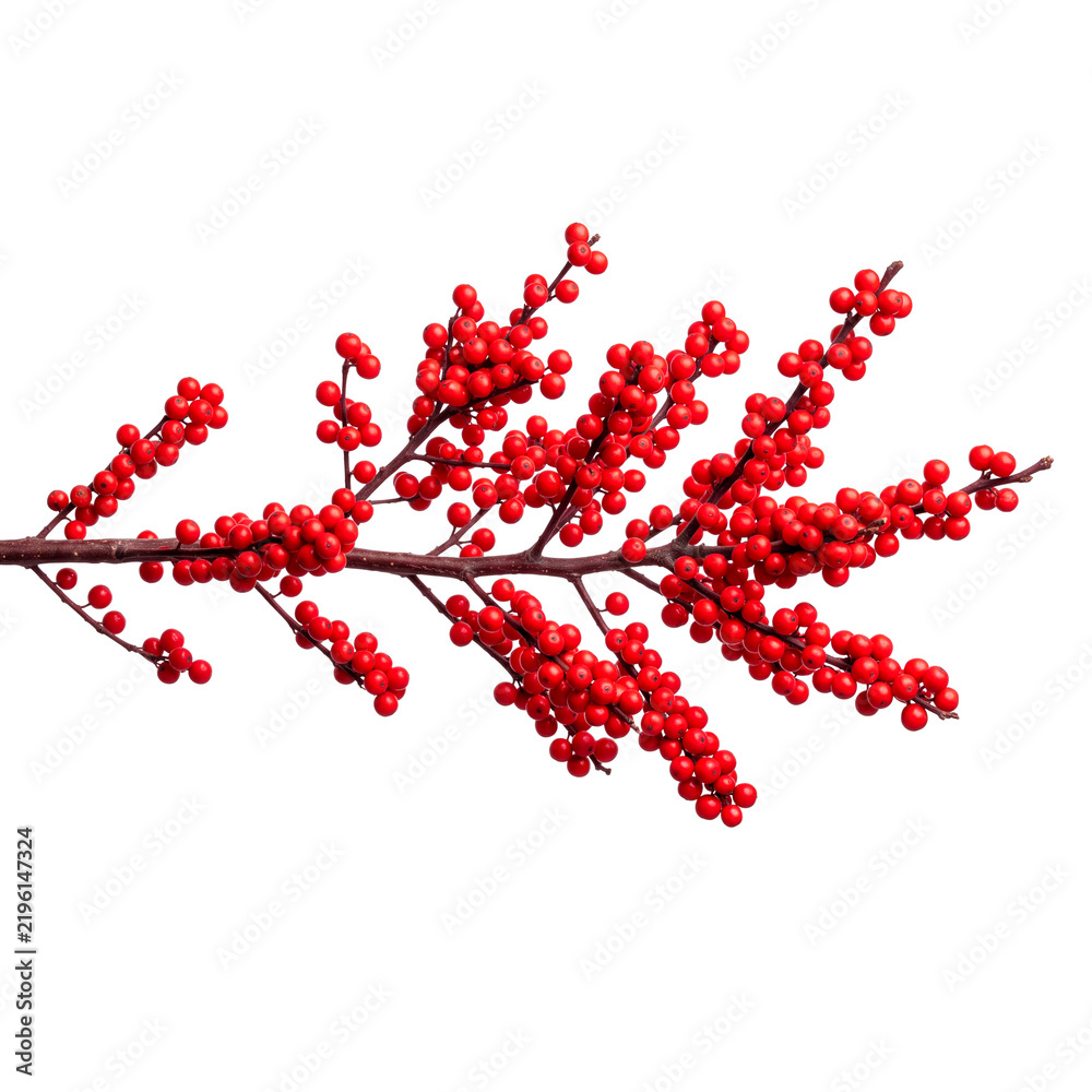 Fototapeta premium Festive Christmas Holly Branch with Numerous Bright Red Berries on a Dark Stem PNG Isolated on transparent background