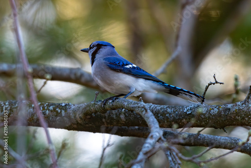 Konstfotografi Blue jay