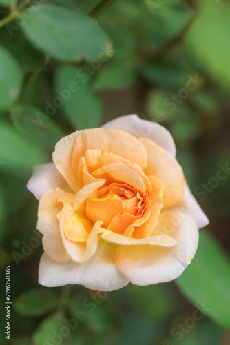 Orange rose, top view.