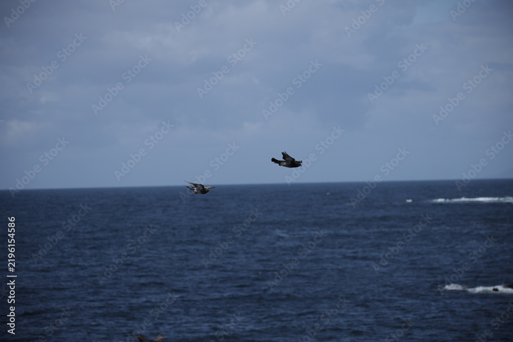 Fototapeta premium Birds flying freely over blue ocean water and cloudy sky