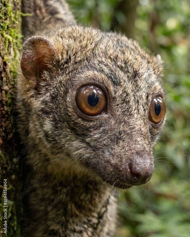 Fototapeta premium Close Up Portrait of a Sunda Colugo.