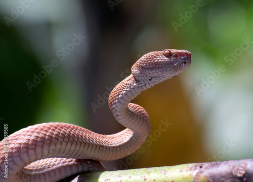Принти на полотні A mangrove pit viper is on a tree branch.
