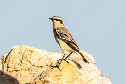 Foto Northern Wheatear (Oenanthe oenanthe) perched on a rock in its natural habitat, a migratory songbird commonly found in open landscapes