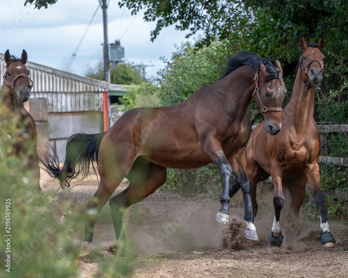 Racehorses turned out in a pack, galloping freely toward their daily turnout fun and freedom