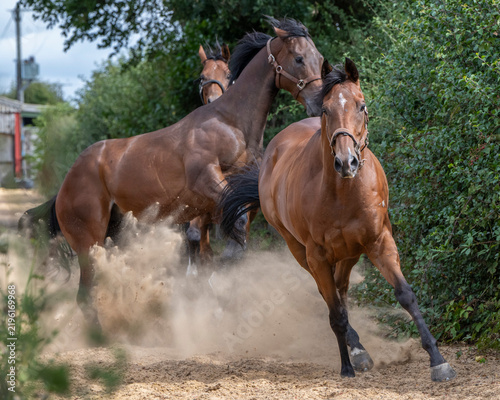 Racehorses turned out in a pack, galloping freely toward their daily turnout fun and freedom