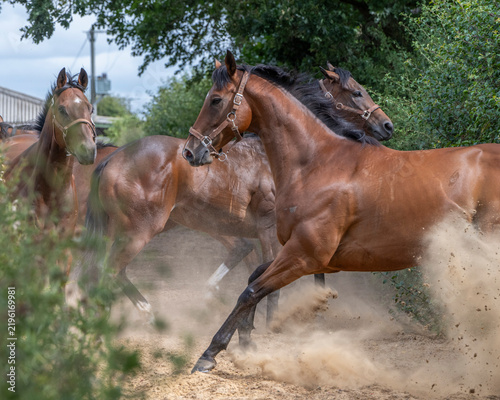 Racehorses turned out in a pack, galloping freely toward their daily turnout fun and freedom