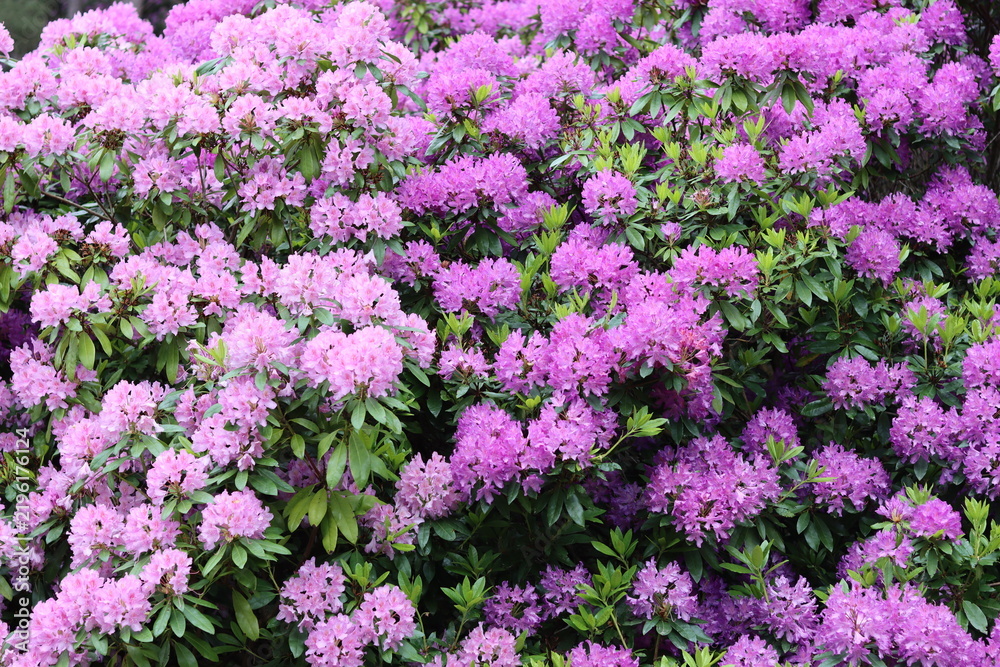 Obraz premium Rhododendrons in a garden in spring