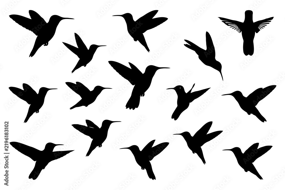Fototapeta premium Silhouettes of hummingbirds in various flight poses on white background.