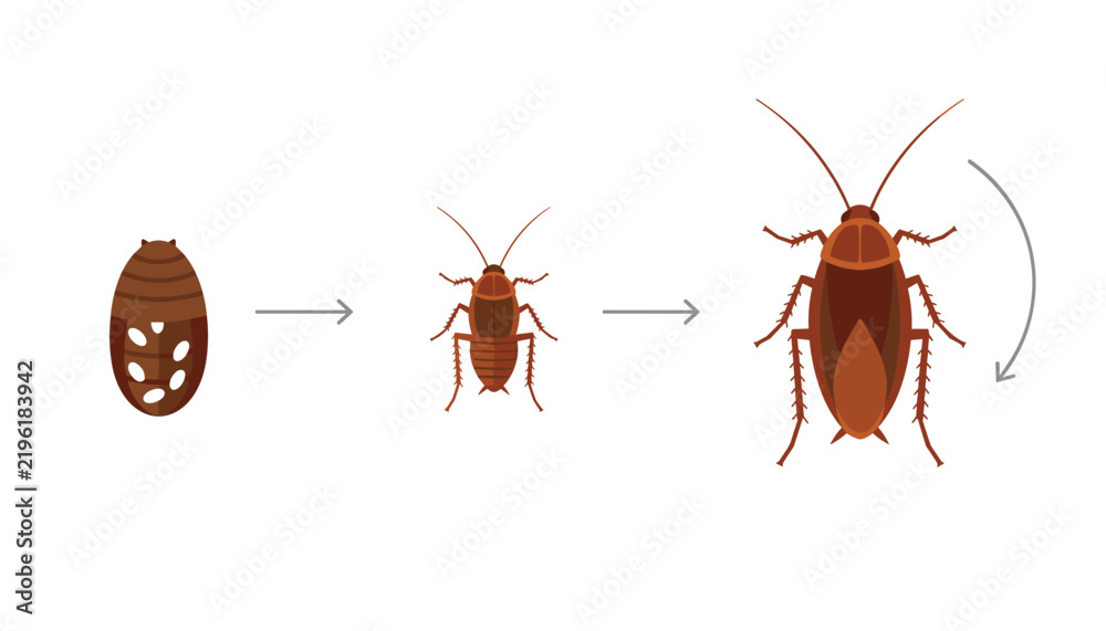 Fototapeta premium Diagram showing the life cycle stages of a cockroach from egg case to young nymph and fully grown adult.