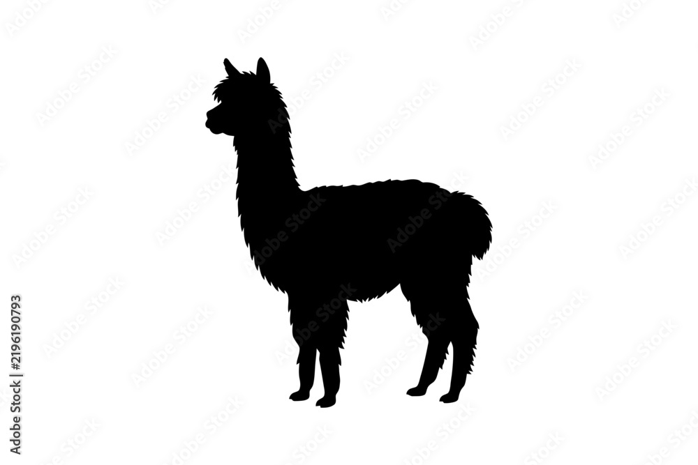 Obraz premium Silhouette of standing alpaca in profile view on white background.